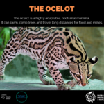 The Ocelot
