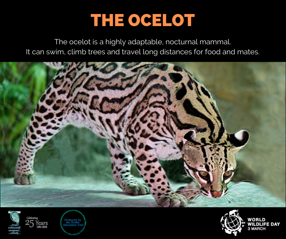 The Ocelot