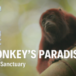 A Monkeys Paradise Screen Grab