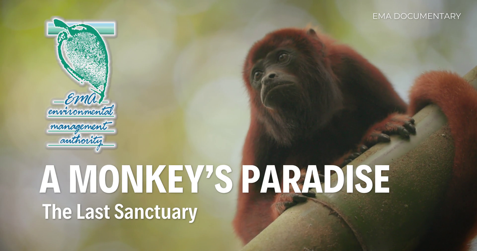 A Monkeys Paradise Screen Grab